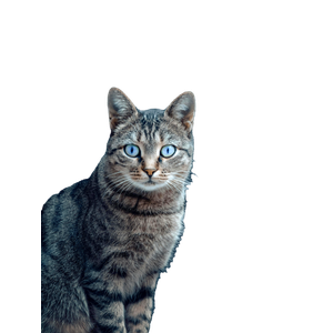 Close Up Of A Tabby Cat With Striking Blue Eyes Sitting In Front Of A Decorative Door. 13026 - Cat PNG image with transparent background
